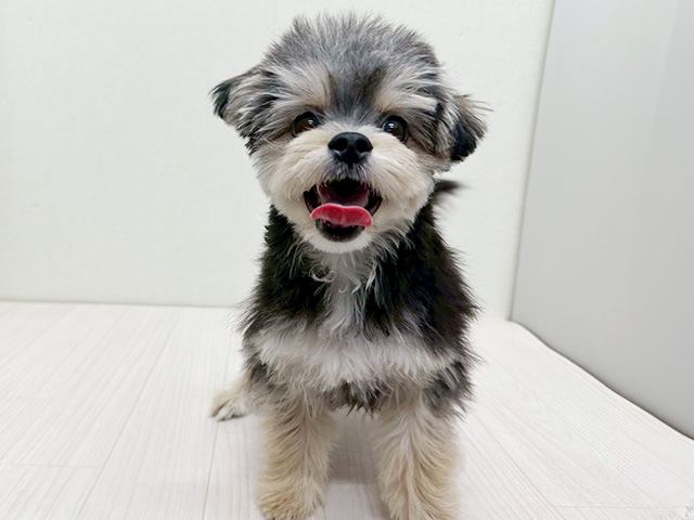 静岡県のチワマル/マルチワ(チワワ×マルチーズ) (ペッツファースト磐田店/2025年9月9日生まれ/男の子/ブラックタン)の子犬の1枚目の画像