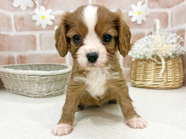 東京都のキャバリアキングチャールズスパニエル (ペッツファーストお台場店/2025年11月12日生まれ/女の子/ルビーホワイト)の子犬