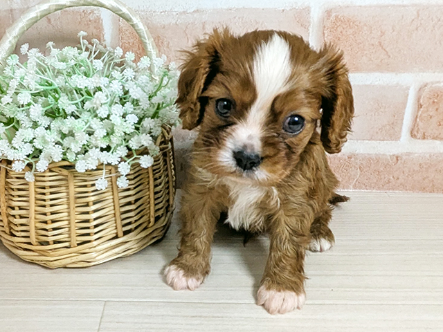 キャバリアキングチャールズスパニエル