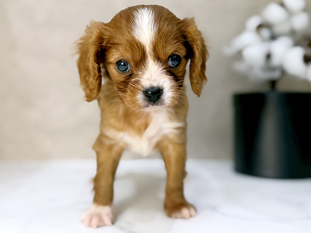 東京都のキャバリアキングチャールズスパニエル (ペッツファーストららぽーと立川立飛店/2025年11月14日生まれ/男の子/ルビーホワイト)の子犬の1枚目の画像