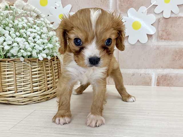 鹿児島県のキャバリアキングチャールズスパニエル (ペッツファースト鹿児島店/2025年11月14日生まれ/男の子/ルビーホワイト)の子犬の1枚目の画像
