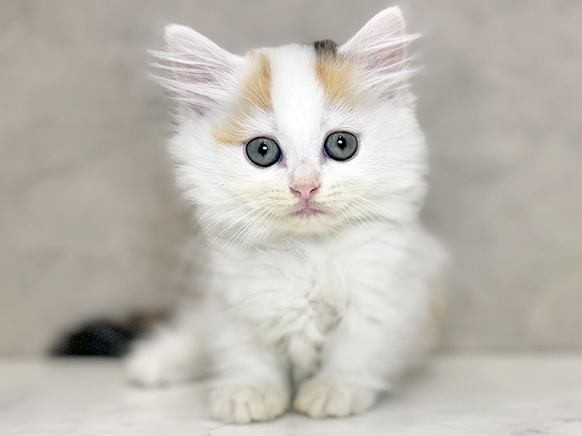 埼玉県のマンチカン (ペッツファーストPETEMOレイクタウンmori店/2025年11月12日生まれ/女の子/キャリコ)の子猫の1枚目の画像