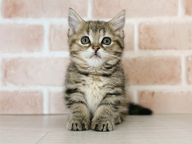 埼玉県のマンチカン (ペッツファーストさいたま新都心店/2025年11月14日生まれ/女の子/ブラウンパッチドタビー)の子猫