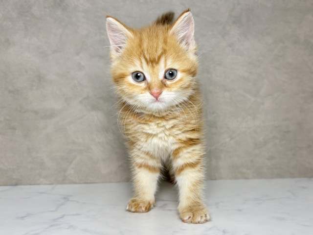 大阪府のアメリカンショートヘアー (ペッツファースト東大阪店/2025年11月14日生まれ/女の子/レッドタビー)の子猫