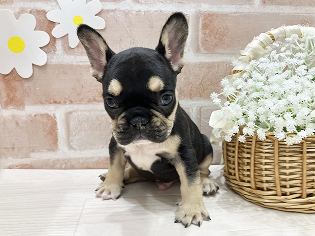 福岡県のフレンチブルドッグ (ペッツファースト筑紫野店/2025年11月14日生まれ/男の子/ブラックタン)の子犬の1枚目の画像