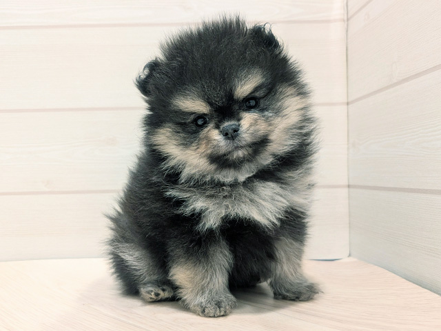 岡山県のポメラニアン (ペッツファースト倉敷店/2025年11月14日生まれ/女の子/ブラックタン)の子犬の1枚目の画像