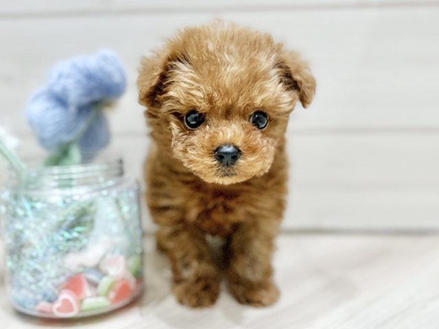 大阪府のトイプードル(タイニー) (ペッツファーストららぽーと門真店/2025年11月14日生まれ/女の子/レッド)の子犬