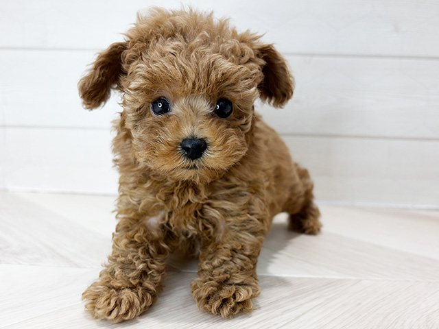 埼玉県のトイプードル(タイニー) (ペッツファーストレイクタウン店/2025年11月14日生まれ/女の子/レッド)の子犬の1枚目の画像