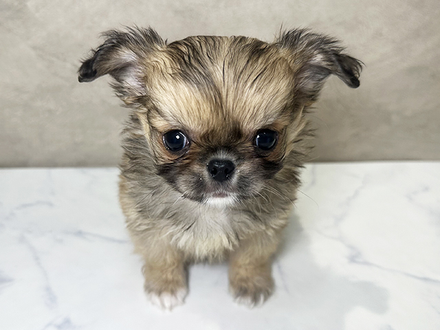 福岡県のチワペキ/ペキチー/ペキチワ(チワワ×ペキニーズ) (ペッツファースト福津店/2025年11月14日生まれ/男の子/フォーンホワイト)の子犬