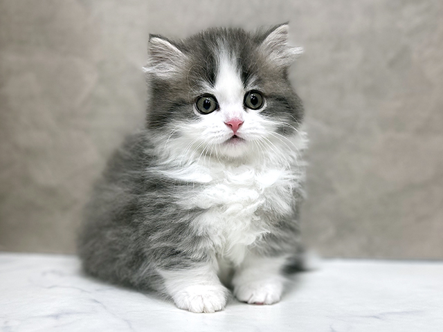 ミヌエット, 性別 男の子, 誕生日 2025/11/12, 毛色 ブルーホワイト, 出身 群馬県, 店舗 池袋店(東京都), お問い合わせ番号 2509097