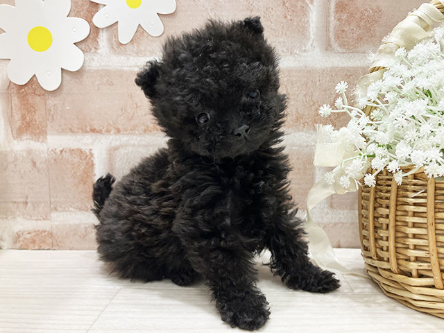 福岡県のポメプー(ポメラニアン×プードル) (ペッツファースト筑紫野店/2025年11月14日生まれ/男の子/ブラック)の子犬の1枚目の画像