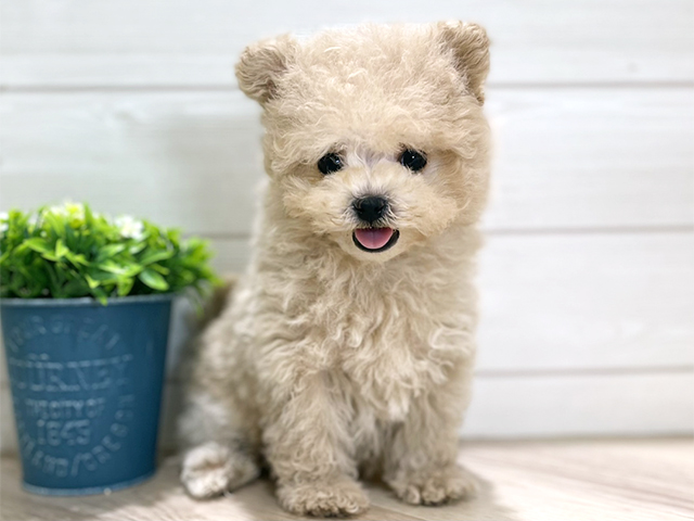 東京都のポメプー(ポメラニアン×プードル) (ペッツファースト吉祥寺本店/2025年11月14日生まれ/男の子/クリーム)の子犬の1枚目の画像