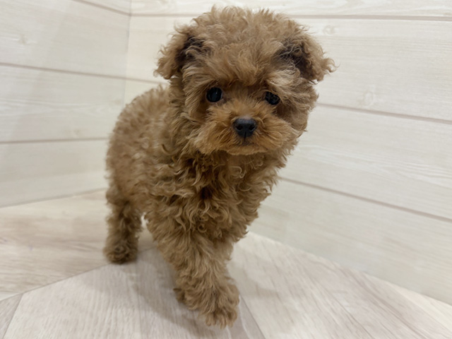 福岡県のトイプードル(ティーカップ) (ペッツファースト福岡天神店(c)/2025年11月14日生まれ/女の子/レッド)の子犬の1枚目の画像