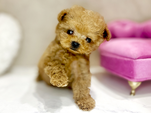 大阪府のトイプードル(ティーカップ) (ペッツファースト茶屋町店/2025年11月14日生まれ/女の子/レッド)の子犬