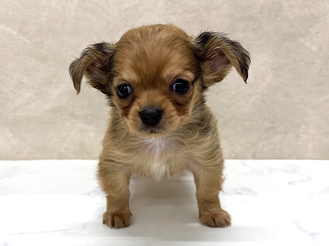 東京都のチワックス(チワワ×ダックス) (ペッツファースト八王子多摩美大前店/2025年11月14日生まれ/男の子/チョコレートフォーン)の子犬