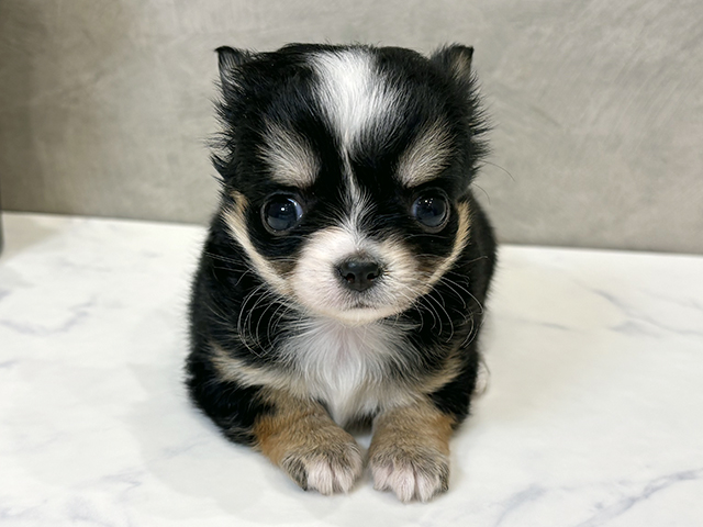 愛知県のチワワ(ロング) (ペッツファースト名古屋栄店/2025年11月14日生まれ/女の子/トライカラー)の子犬の1枚目の画像