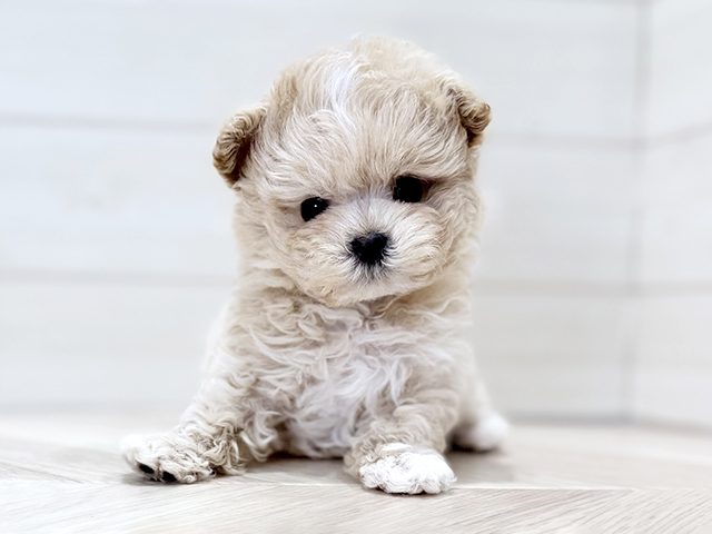 大阪府のマルプー(マルチーズ×プードル) (ペッツファースト梅田店/2025年11月14日生まれ/男の子/クリームホワイト)の子犬