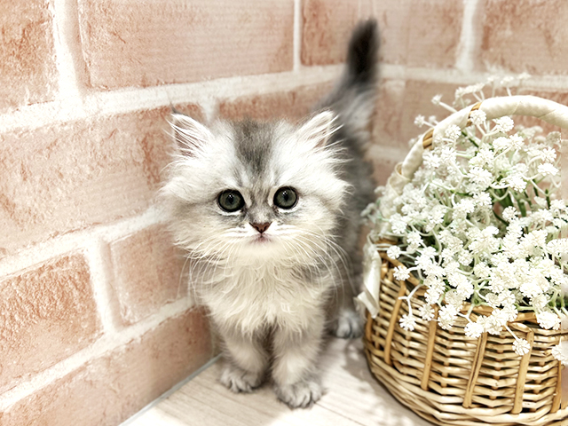 東京都のブリティッシュロングヘアー (ペッツファースト町田店/2025年11月14日生まれ/女の子/ブルーシルバーポイント)の子猫