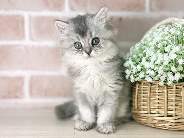 ブリティッシュ