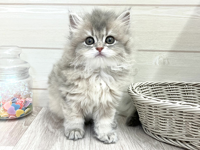 ブリティッシュ