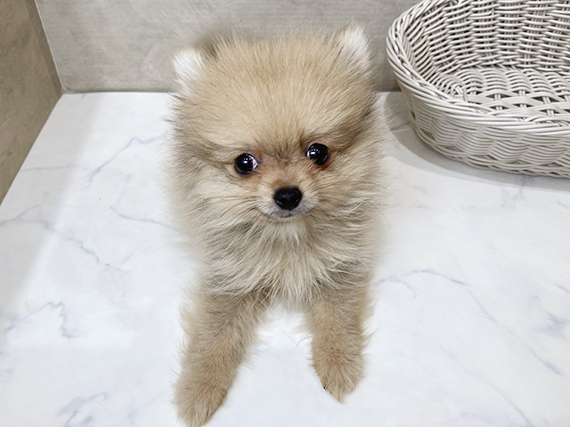静岡県のポメラニアン (ペッツファースト富士宮店/2025年11月3日生まれ/男の子/オレンジ)の子犬