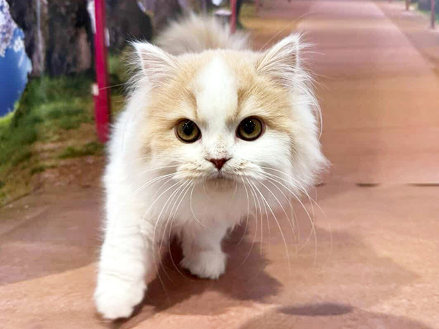 埼玉県のスコティッシュフォールド (ペッツファースト与野店/2025年11月8日生まれ/男の子/クリームホワイト)の子猫