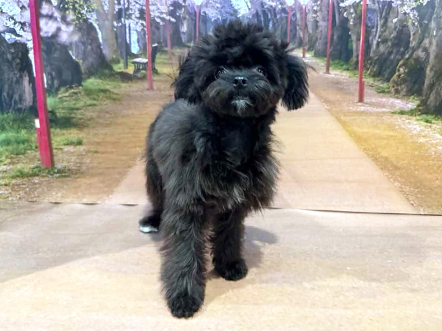 埼玉県のチワプー/プーチー(チワワ×プードル) (ペッツファースト与野店/2025年9月8日生まれ/女の子/ブラックホワイト)の子犬の1枚目の画像