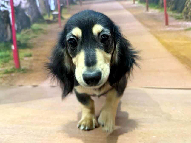 埼玉県のミニチュアダックスフンド(ロング) (ペッツファースト与野店/2025年10月26日生まれ/女の子/ブラックタン)の子犬の1枚目の画像