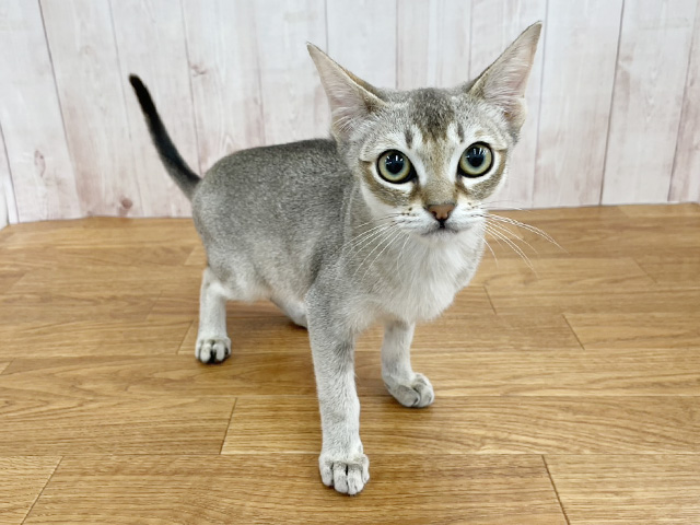 シンガプーラ, 性別 男の子, 誕生日 2025/11/08, 毛色 セピアアグーチ, 出身 茨城県, 店舗 埼玉大井店(埼玉県), お問い合わせ番号 100841090