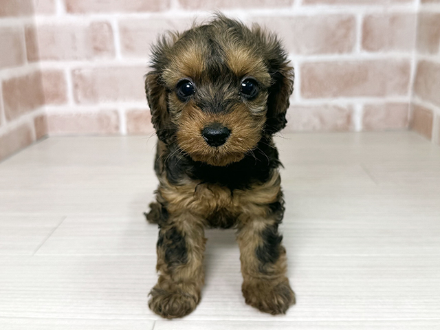 大阪府のダップー(ダックス×プードル) (ペッツファースト東大阪店/2025年11月8日生まれ/女の子/レッド)の子犬の1枚目の画像