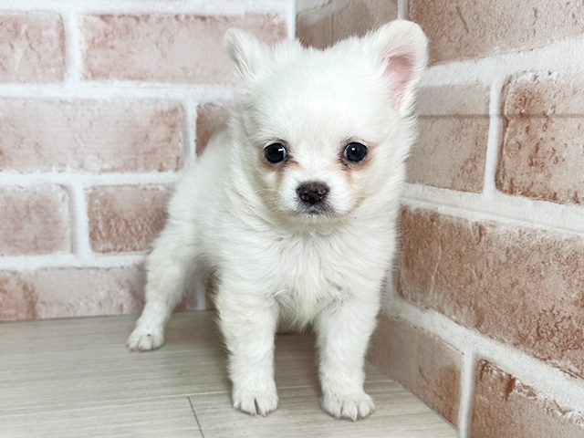 大阪府のポメチワ/チワポメ/ポメチー(ポメラニアン×チワワ) (ペッツファースト東大阪店/2025年11月11日生まれ/男の子/クリーム)の子犬の1枚目の画像