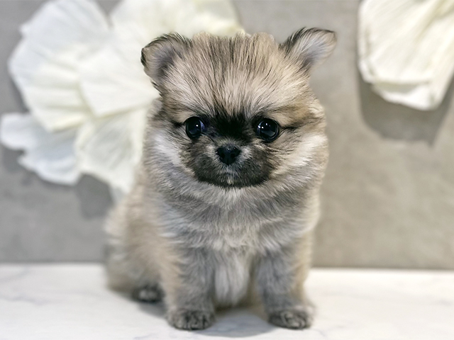 東京都のポメチワ/チワポメ/ポメチー(ポメラニアン×チワワ) (ペッツファースト下北沢店/2025年11月15日生まれ/女の子/クリームセーブル)の子犬