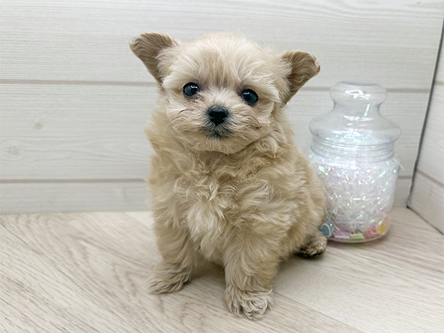 東京都のポメプー(ポメラニアン×プードル) (ペッツファースト渋谷店/2025年11月15日生まれ/女の子/クリーム)の子犬