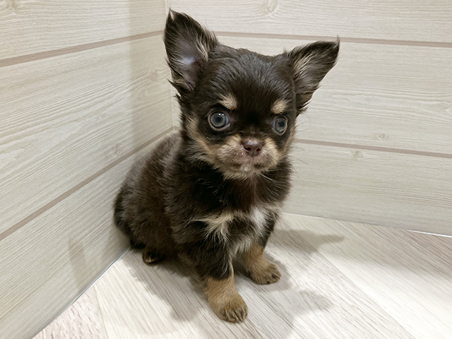 千葉県のチワワ(ロング) (ペッツファースト稲毛店/2025年11月15日生まれ/男の子/チョコレートタンホワイト)の子犬の1枚目の画像