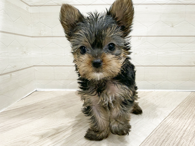 東京都のヨークシャーテリア (ペッツファースト吉祥寺サンロード店/2025年11月15日生まれ/女の子/スチールブルータン)の子犬の1枚目の画像