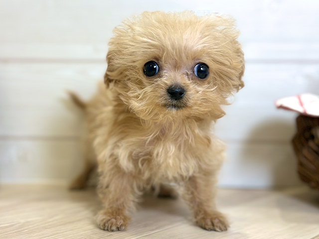 東京都のチワプー/プーチー(チワワ×プードル) (ペッツファースト昭島店/2025年11月10日生まれ/女の子/アプリコット)の子犬の1枚目の画像