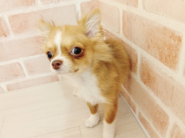 埼玉県のチワワ(ロング) (ペッツファースト春日部店/2025年8月18日生まれ/男の子/チョコレートフォーンホワイト)の子犬の1枚目の画像