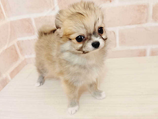 埼玉県のチワワ(ロング) (ペッツファースト春日部店/2025年11月9日生まれ/男の子/フォーン)の子犬の1枚目の画像