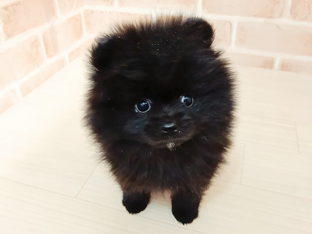 埼玉県のポメラニアン (ペッツファースト春日部店/2025年10月27日生まれ/男の子/ブラック)の子犬の1枚目の画像