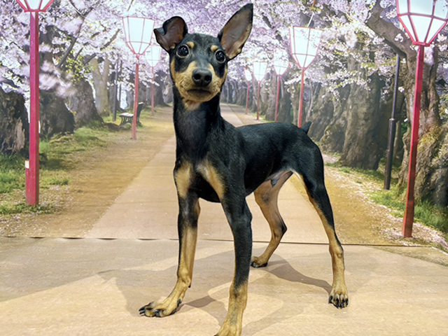 埼玉県のミニチュアピンシャー (ペッツファースト与野店/2025年10月31日生まれ/男の子/ブラックタン)の子犬の1枚目の画像