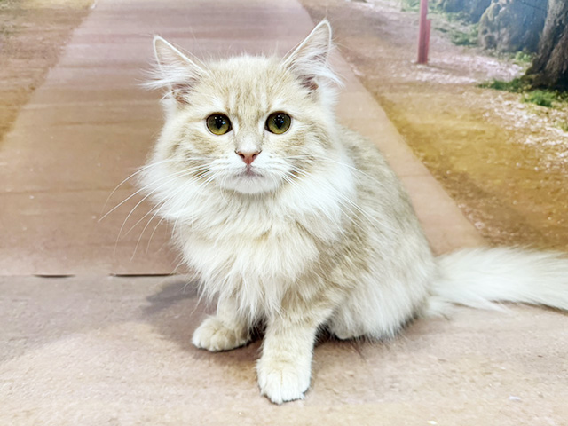 埼玉県のサイベリアン (ペッツファースト与野店/2025年10月5日生まれ/男の子/クリームタビー)の子猫の1枚目の画像