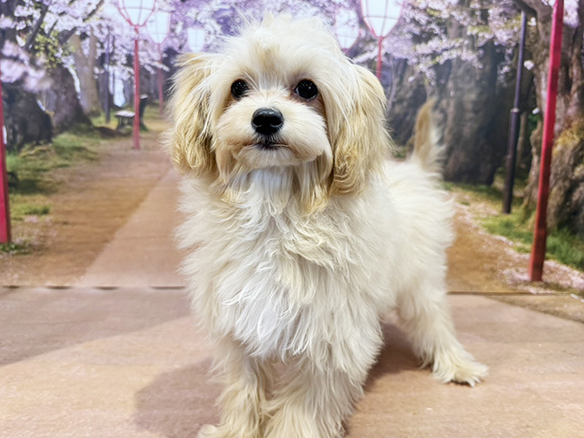 埼玉県のチワプー/プーチー(チワワ×プードル) (ペッツファースト与野店/2025年10月26日生まれ/女の子/アプリコット)の子犬の1枚目の画像