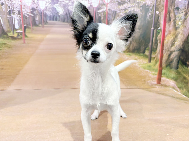 埼玉県のチワワ(ロング) (ペッツファースト与野店/2025年10月11日生まれ/男の子/ブラックホワイト)の子犬の1枚目の画像