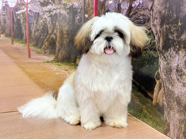 埼玉県のシーズー (ペッツファースト与野店/2025年8月3日生まれ/女の子/ゴールドホワイト)の子犬の1枚目の画像