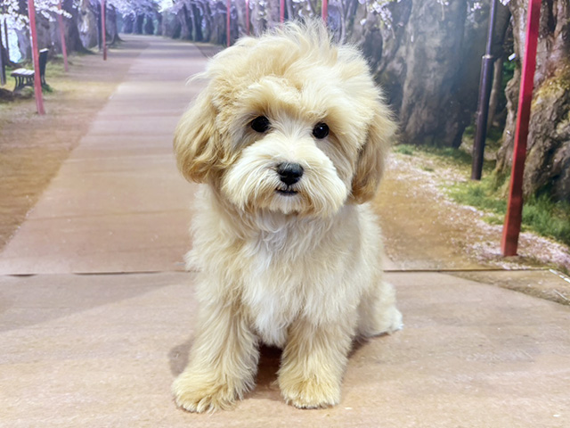 埼玉県のマルプー(マルチーズ×プードル) (ペッツファースト与野店/2025年11月6日生まれ/女の子/アプリコット)の子犬の1枚目の画像