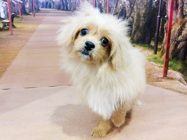 埼玉県のペキプー(ペキニーズ×プードル) (ペッツファースト与野店/2025年11月9日生まれ/女の子/アプリコット)の子犬の1枚目の画像