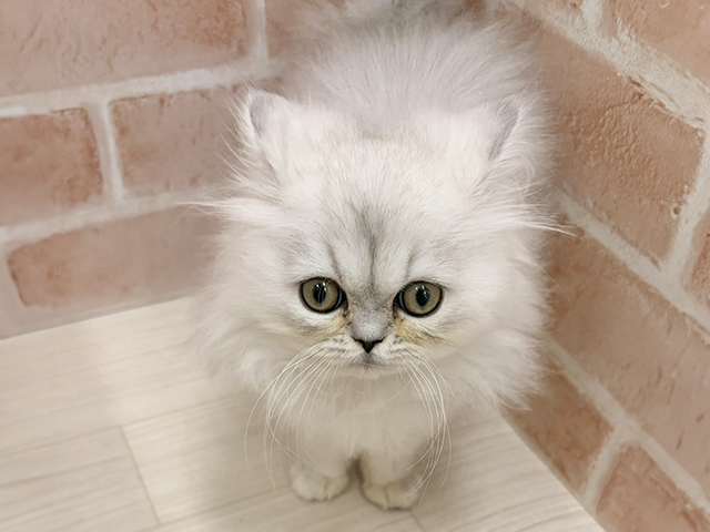 愛知県のペルシャ (ペッツファースト一宮店/2025年10月8日生まれ/男の子/チンチラシルバー)の子猫の1枚目の画像