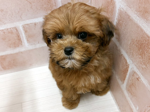 愛知県のプーズー/プーシーズ(プードル×シーズー) (ペッツファースト一宮店/2025年10月26日生まれ/男の子/ブラウン)の子犬の1枚目の画像