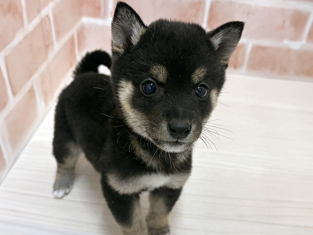 愛知県の柴犬(標準サイズ) (ペッツファースト一宮店/2025年10月25日生まれ/男の子/黒)の子犬の1枚目の画像