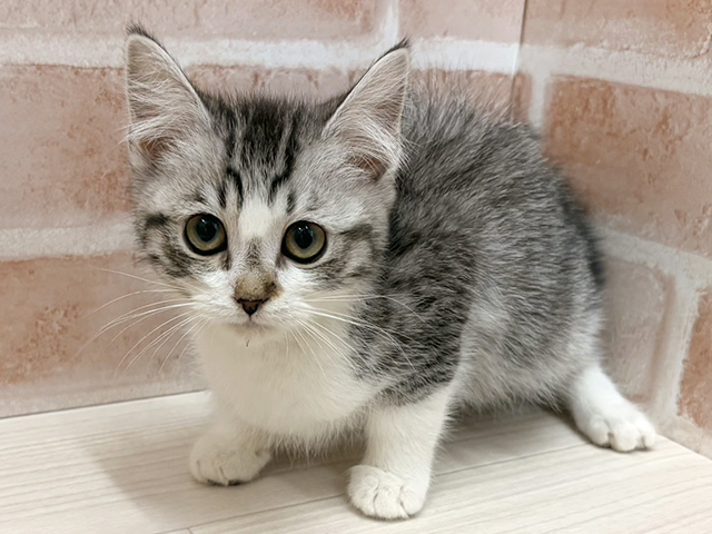 愛知県のミヌエット (ペッツファースト一宮店/2025年9月20日生まれ/男の子/シルバーマッカレルタビーホワイト)の子猫の1枚目の画像